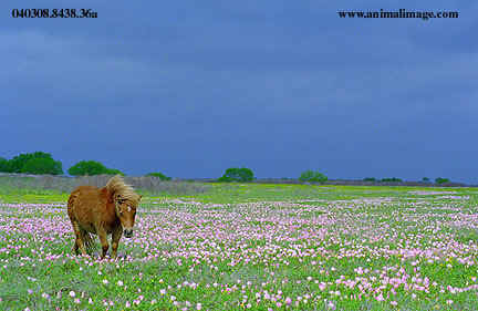 The flowers of a Texas spring